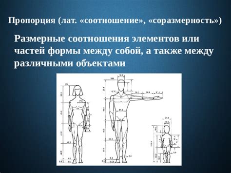 Основы пропорций и анатомии человеческой фигуры