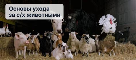 Основы ухода за вуячичом