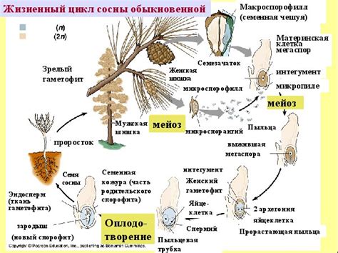 Особенности жизненного цикла ив