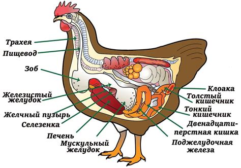 Особенности монтажа и крепления курицы