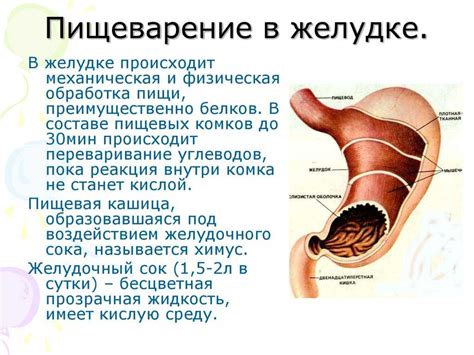 Особенности пищеварения у мимишек: как пища переваривается