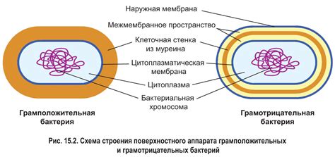 Особенности работы по клеточной схеме