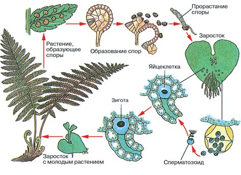 Особенности размножения и разведения