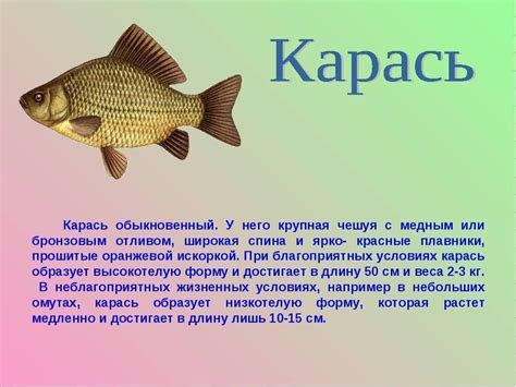 Особенности рациона карасей