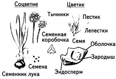 Особенности стрелок лука репчатого