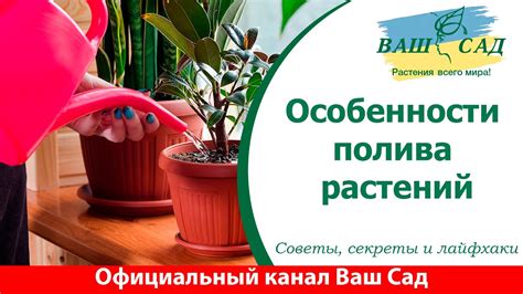 Отличие полива летом и зимой: как не переборщить с водой?