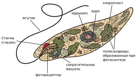 Отличительные особенности эвглены зеленой