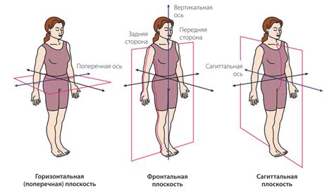 Отображение тела и движения