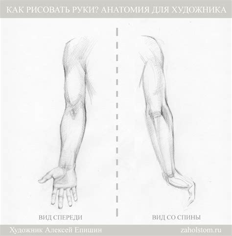 Отражение анатомических деталей руки на рисунке