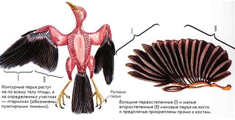 Отрисовка оперения на теле птицы