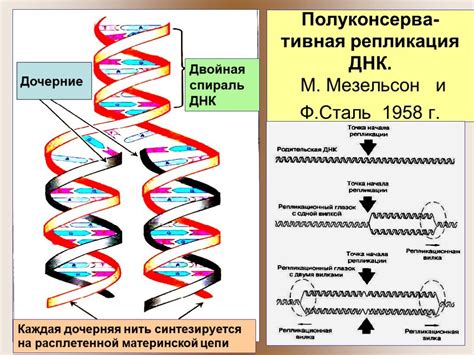 Передача генетической информации