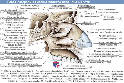 Перенос носа на картину