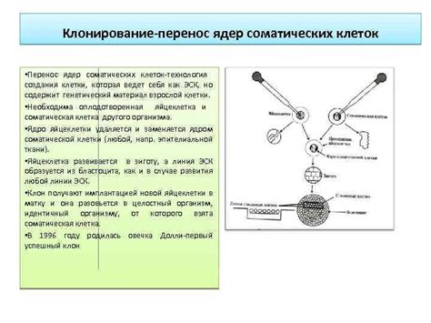 Перенос образца на клетки