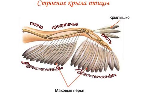 Переходим к деталям: голова и клюв