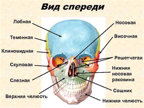 Переход к отделу головы и морды