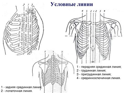 Перспектива и композиция: ключевые элементы при отображении грудной клетки