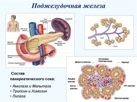 Пищеварение и обмен веществ