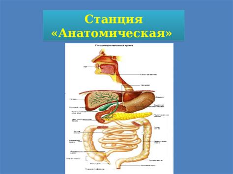 Пищеварительная система: переваривание и усвоение питательных веществ