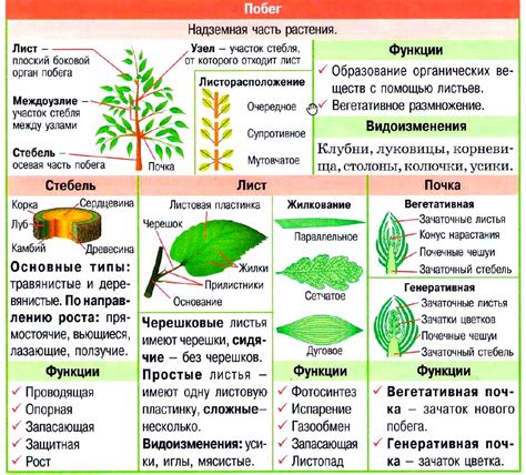 Плетение стебля и листьев