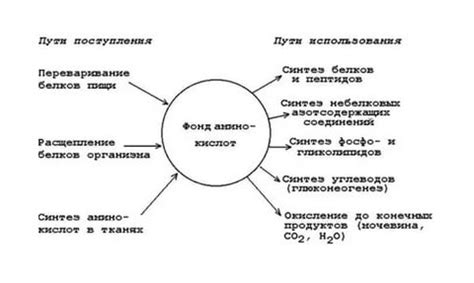 Плохое усвоение белка организмом