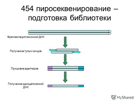 Подготовка библиотеки ДНК