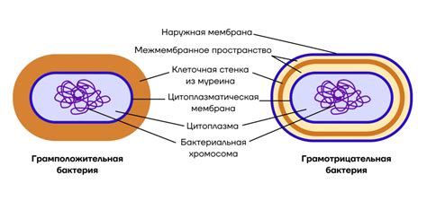 Подготовка клеточной сетки