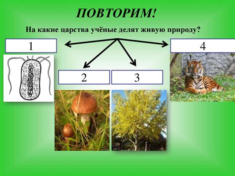 Подготовка к рисованию среды обитания человека