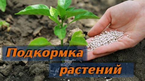 Подкормка фловерхорна органическими удобрениями