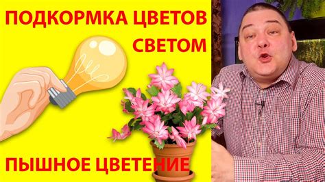 Подкормка - секрет роскошного цветения