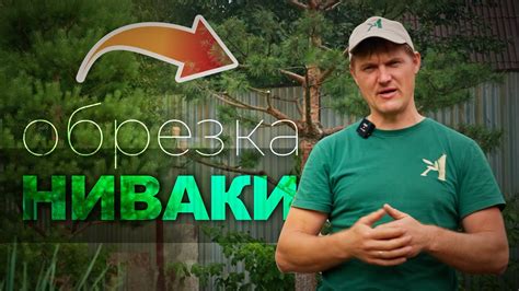 Подрезка и обрезка сосен