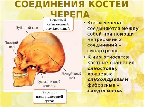 Подчеркивание черепа при помощи точечной техники