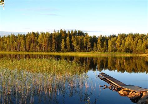 Подчеркните красоту и гармонию болота