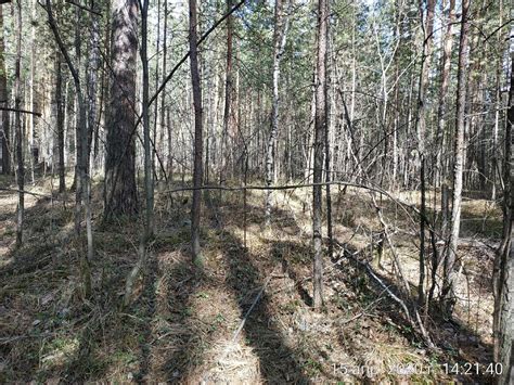 Поиск Явинны в окрестностях деревни Муни