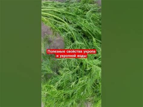 Полезные свойства укропной воды