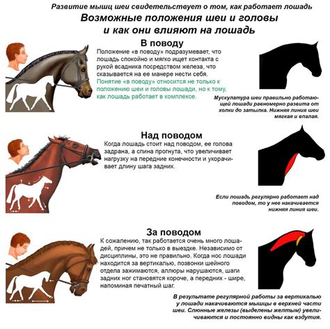 Полезные советы и трюки для управления лошадью