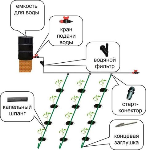 Полив и режим орошения: ключевые моменты