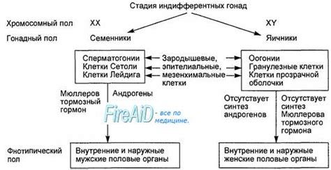 Половая диморфизм