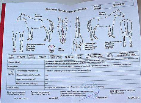 Получение номера и паспорта лошади