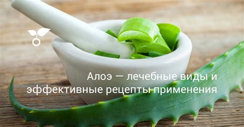 Польза алоэ для иммунитета: эффективные рецепты