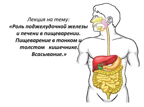 Помощь организму в пищеварении