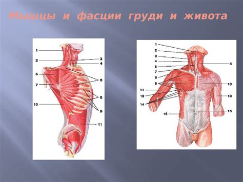 Понимание анатомии женской груди: основы искусства