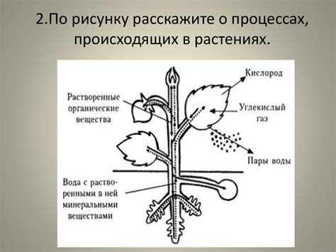 Понятия о сенсу в растениях