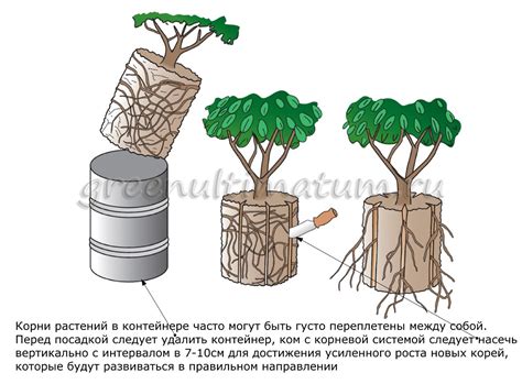 Посадка растений в портале из ведра