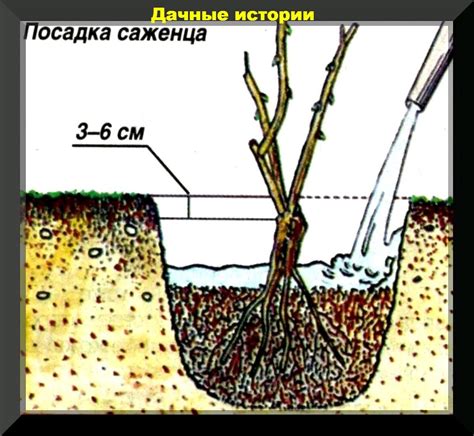 Последующий уход за розой весной и летом