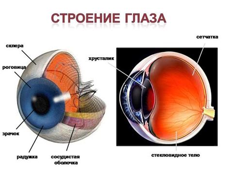 Постепенное придание глазу объема