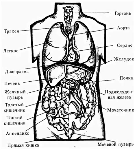 Построение внутренних механизмов