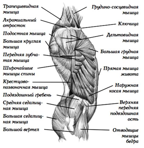 Построение основных линий туловища