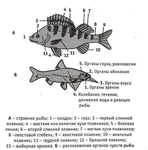 Построение основы: создание формы тела рыбы