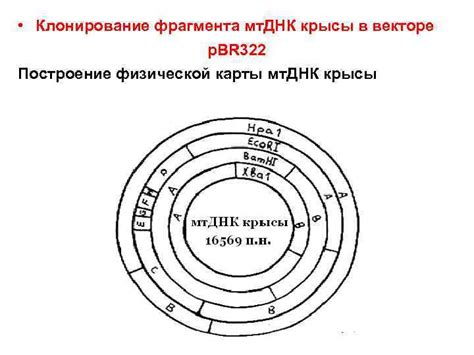 Построение физической карты плазмиды