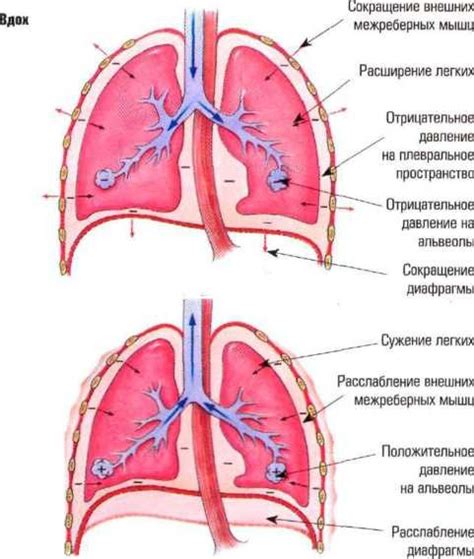 Поступление воздуха в легкие